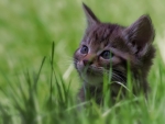 kitten in the grass