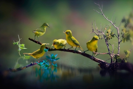 Beautiful Bird Wildlife