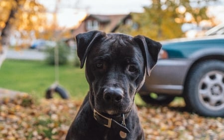 Patiently... - autumn, high resolution, dog, animal, 4k, cute