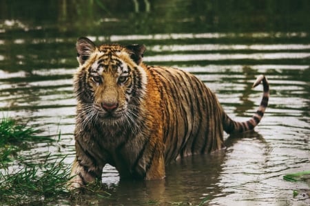 Tiger in Water - high resolution, stripes, water, feline, 4k, tiger