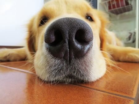 Retriever Nose - high resolution, nose, golden retriever, dog