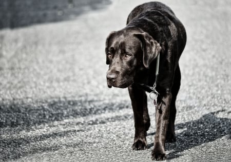 Black Laborador - black, grey, laborador, dog