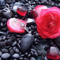 Rose And Pebbles