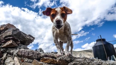 Doggy - Dog, Curious, Animal, High Resolution