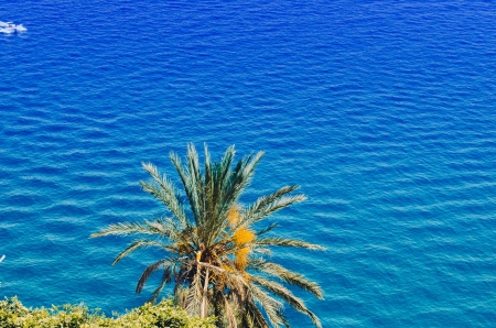 Palm tree by the sea - Ocean, Tree, Palm Tree, Blue, Sea, high Resolution