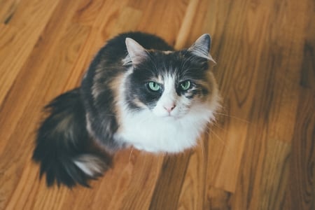 Cat on Wooden Floor