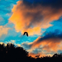 Bird Flight in Sky