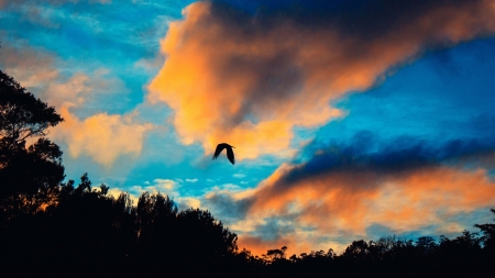 Bird Flight in Sky - nature, sky, trees, clouds, flight, bird