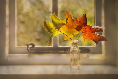 Still Life - still life, window, leaves, glass