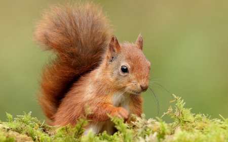 Squirrel - animal, red, green, cute, orange, squirrel, veverita