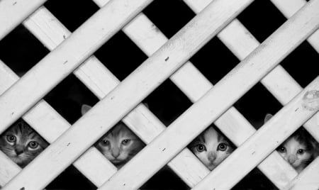 Curious kittens - black, white, animal, pisica, kitten, bw, fence, cat