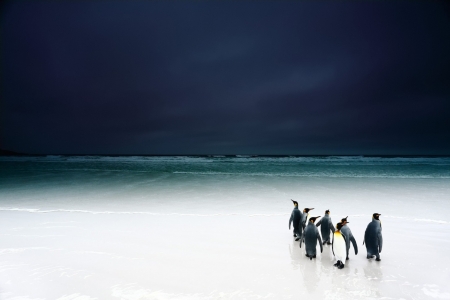 Penguins - bird, white, summer, blue, beach, sea, penguin