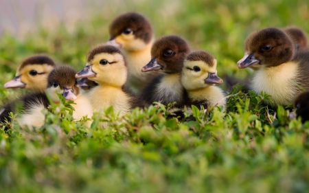 Ducklings - bird, duckling, animal, green, cute, pasare, baby