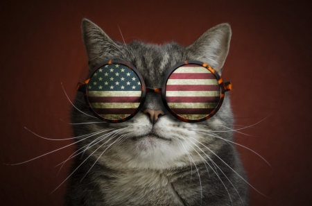 :-) - cat, sunglasses, funny, pisica, creative, fantasy, flag, red, blue, usa