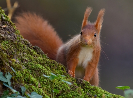 Squirrel - animal, red, green, cute, orange, squirrel, veverita