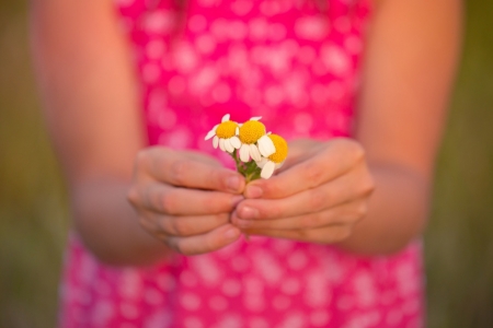 :-) - summer, flower, copil, child, pink, hand, daisy