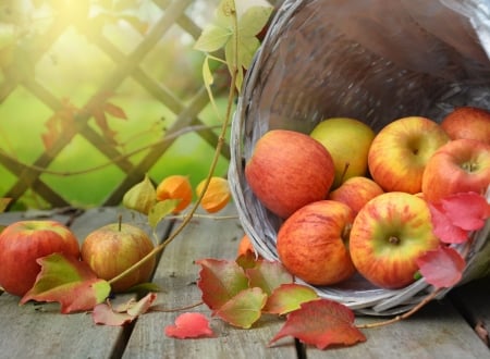 Apples - toamna, autumn, red, fruit, bucket, leaf, apple