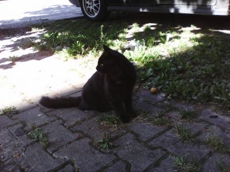 Black cat - black, outdoor, animals, cats