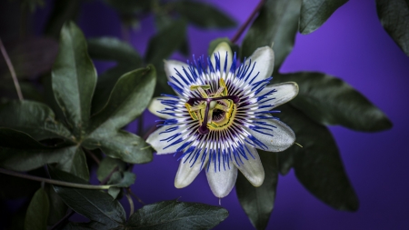 Blue Passion Flower - love, wide screen, beauty, photography, passion flower, floral, blue, beautiful, romance, photo, flower