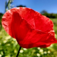 Poppy Flower F