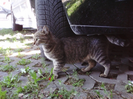 Cat tiger - cute, tiger, animals, cats