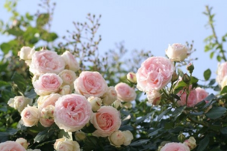 pink garden roses - nature, garden, roses, pink