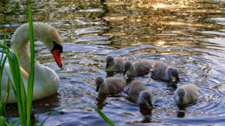 Swan Family - chicks, water, reflections, mother