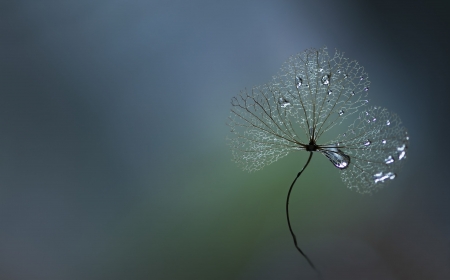 Drops - drops, dew, leaf, photography, macro