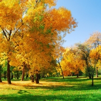 Yellow Trees on a Green Glade