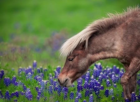 Pony - summer, flower, horse, animal, pony, blue, green