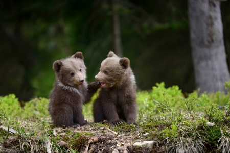 Bear cubs - cub, bear, cute, couple, green