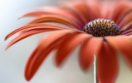 Flower - orange, flower, petals, macro