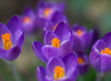 Crocuses - flower, purple, spring, orange, crocus