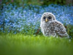 Baby owl