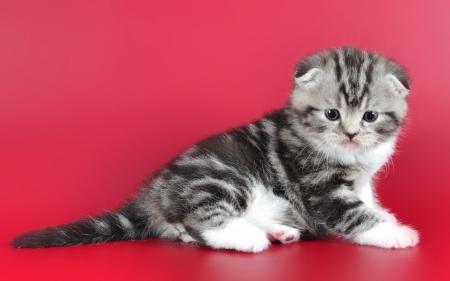 Kitten - pisica, kitten, paw, red, cute, cat