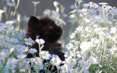 Kitten - white, cat, summer, daisy, black, pisica, flower, kitten