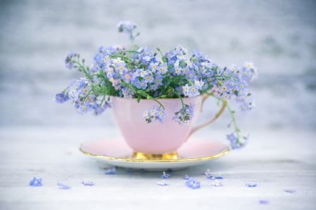 Forget-me-not - white, blue, forget me not, flower, cup, nu ma uita