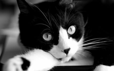 Cat - paw, cat, eyes, animal, bw, black, pisica