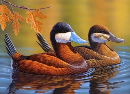 Stiff-tailed Ruddy Ducks