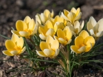 Yellow Crocuses