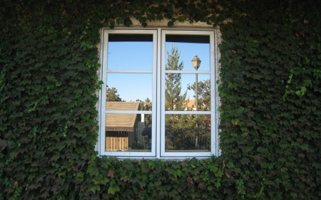 Window - glass, plants, reflection, wall, window