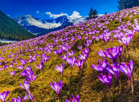 Crocuses - nature, blue, spring, flower, crocus, pink, mountain