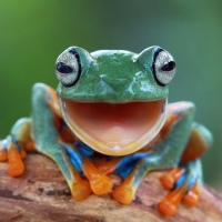 Frog