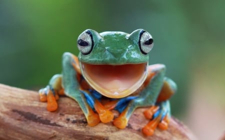 Frog - orange, amphibian, green, frog