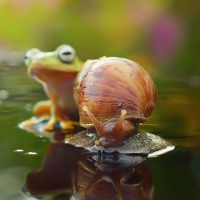 Frog and snail