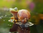 Frog and snail