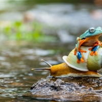 Frog and snail