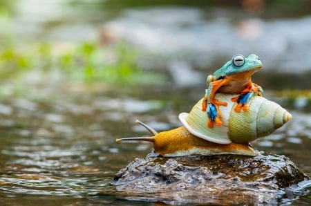 Frog and snail - water, rider, summer, green, orange, amphibian, snail, frog