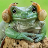 Frog and snails