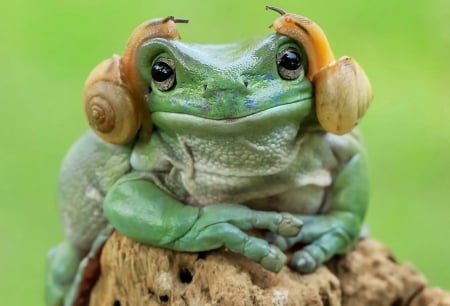 Frog and snails - funny, green, amphibian, snail, frog